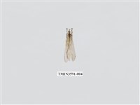 藏品(蟻蛉67)的圖片